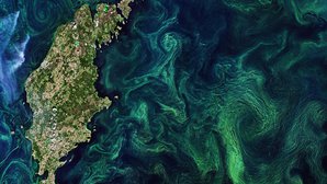 Baltic-blooms_news.jpg