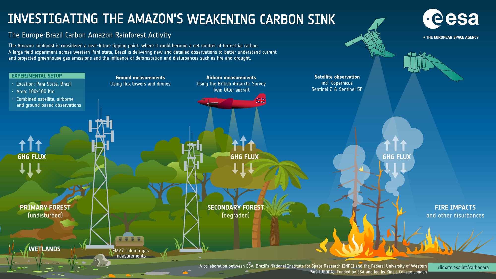 Graphic illustration of the Carbon Amazon Rainforest Activity