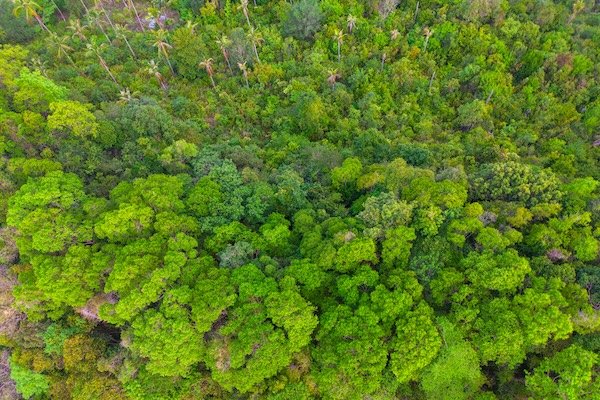 Tropical forest