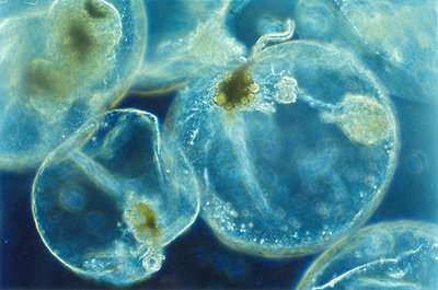 Phytoplankton carbon biomass and pigment diversity are GCOS Essential Climate Variables for assessing the ocean biosphere