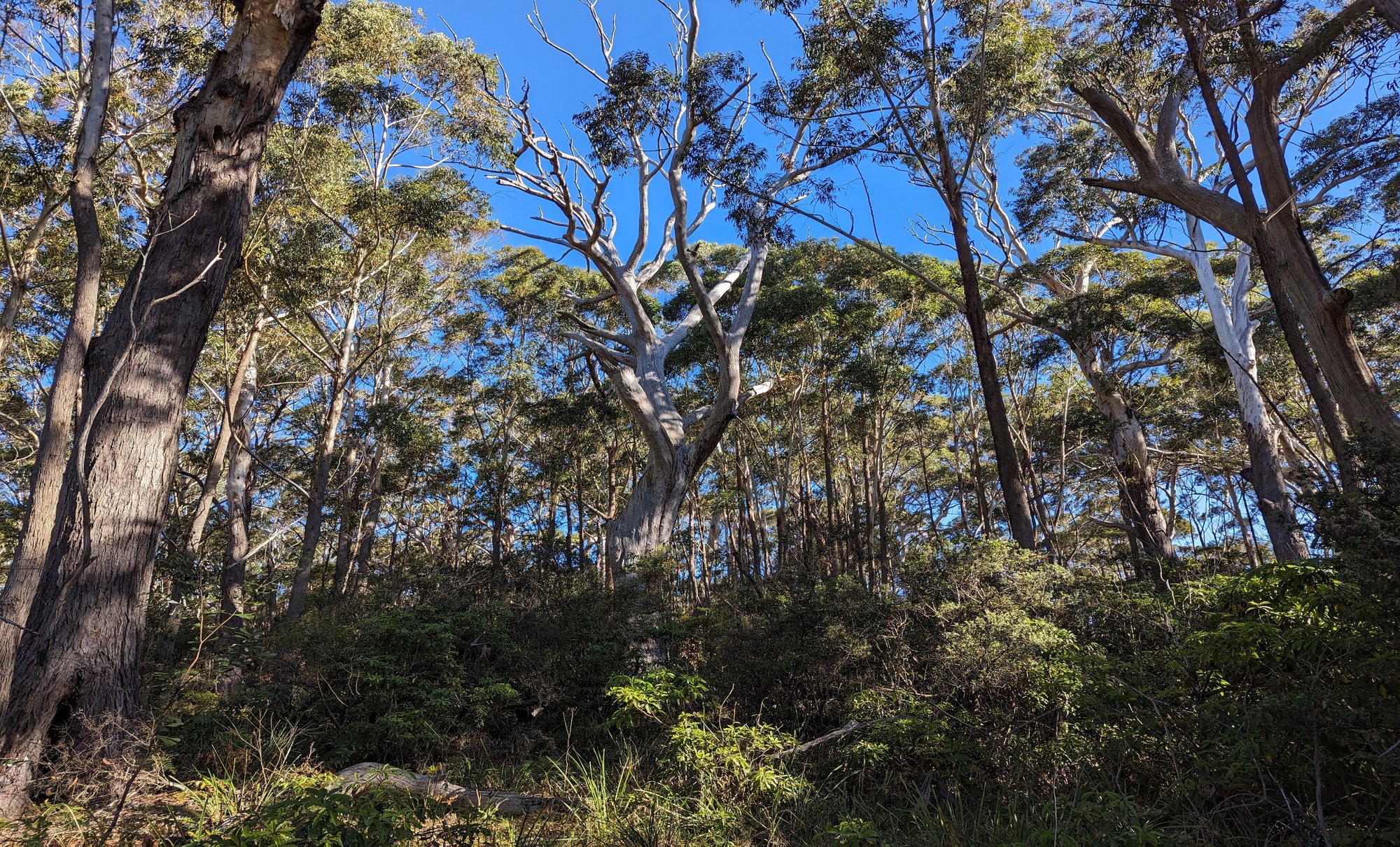 Biomass Change (2026)