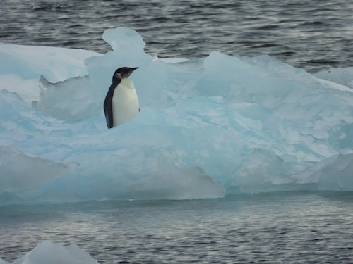 Penguin nestled in melting ice (c)CPOM, Credit: Professor Andrew Shepherd