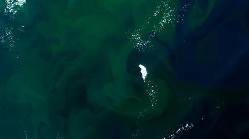 Phytoplankton bloom seen from Sentinel-2