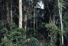 Tropical_rainforest_near_Konimbo,_Liberia_(West_Africa): credit John Atherton, CC BY-SA 2.0 via Wikimedia Commons