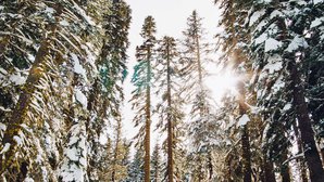 boreal-forest-snow_1600.jpg